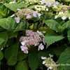 Thumbnail #3 of Hydrangea macrophylla by DaylilySLP