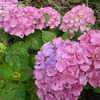 Thumbnail #2 of Hydrangea macrophylla by bbinnj