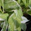 Thumbnail #2 of Hydrangea macrophylla by growin