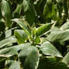 Thumbnail #3 of Hydrangea macrophylla by growin