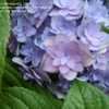 Thumbnail #3 of Hydrangea macrophylla by PenelopeEC