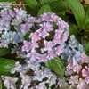 Thumbnail #4 of Hydrangea macrophylla by PenelopeEC