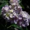 Thumbnail #3 of Hydrangea macrophylla by DaylilySLP