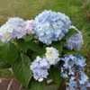 Thumbnail #5 of Hydrangea macrophylla by BUFFY690