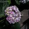 Thumbnail #4 of Hydrangea macrophylla by DaylilySLP