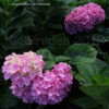 Thumbnail #3 of Hydrangea macrophylla by DaylilySLP