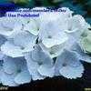 Thumbnail #1 of Hydrangea macrophylla by Wilko