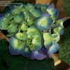 Thumbnail #2 of Hydrangea macrophylla by DaylilySLP