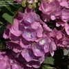 Thumbnail #5 of Hydrangea macrophylla by DaylilySLP