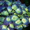 Thumbnail #3 of Hydrangea macrophylla by DaylilySLP