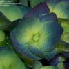 Thumbnail #4 of Hydrangea macrophylla by DaylilySLP