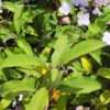 Thumbnail #2 of Hydrangea villosa by RosinaBloom