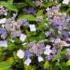 Thumbnail #3 of Hydrangea villosa by RosinaBloom