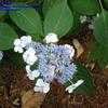 Thumbnail #1 of Hydrangea macrophylla by planter64