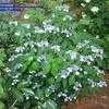 Thumbnail #2 of Hydrangea macrophylla by planter64