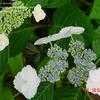 Thumbnail #3 of Hydrangea macrophylla by MaryQn2
