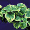 Thumbnail #1 of Hydrangea anomala subsp. petiolaris by louisa