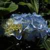 Thumbnail #3 of Hydrangea macrophylla by DaylilySLP