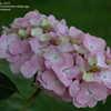 Thumbnail #2 of Hydrangea macrophylla by jbgregg