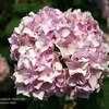 Thumbnail #5 of Hydrangea macrophylla by Calif_Sue