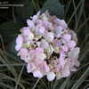 Thumbnail #3 of Hydrangea macrophylla by jbgregg