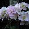 Thumbnail #5 of Hydrangea macrophylla by John_Benoot