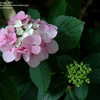 Thumbnail #4 of Hydrangea macrophylla by jbgregg