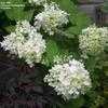 Thumbnail #2 of Hydrangea paniculata by bigcityal