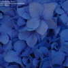 Thumbnail #2 of Hydrangea macrophylla by woodsplantlady