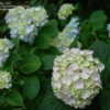 Thumbnail #3 of Hydrangea macrophylla by jbgregg