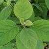 Thumbnail #2 of Hydrangea arborescens subsp. radiata by Equilibrium