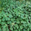 Thumbnail #4 of Hydrangea arborescens subsp. radiata by mgarr
