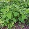 Thumbnail #3 of Hydrangea arborescens subsp. radiata by Equilibrium