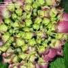 Thumbnail #3 of Hydrangea macrophylla by alicewho