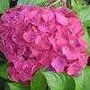 Thumbnail #2 of Hydrangea macrophylla by Sue_WA