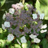 Thumbnail #3 of Hydrangea aspera by growin