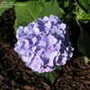 Thumbnail #3 of Hydrangea macrophylla by slyperso1