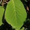Thumbnail #4 of Hydrangea aspera by growin