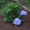 Thumbnail #4 of Hydrangea macrophylla by slyperso1