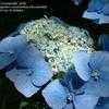 Thumbnail #1 of Hydrangea macrophylla by bootandall