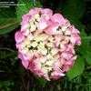 Thumbnail #3 of Hydrangea macrophylla by ladygardener1