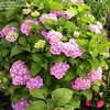 Thumbnail #2 of Hydrangea macrophylla by toni5735