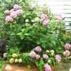 Thumbnail #5 of Hydrangea macrophylla by ladygardener1