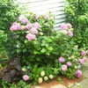 Thumbnail #4 of Hydrangea macrophylla by ladygardener1