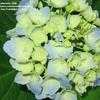 Thumbnail #2 of Hydrangea macrophylla by alicewho