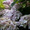 Thumbnail #4 of Hydrangea macrophylla by bootandall