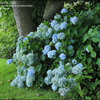 Thumbnail #5 of Hydrangea macrophylla by dafadowndilly