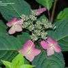 Thumbnail #5 of Hydrangea serrata by DreamOfSpring