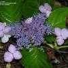 Thumbnail #3 of Hydrangea serrata by DreamOfSpring