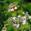 Thumbnail #4 of Hydrangea serrata by wooffi